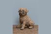 Miniature Brown resin dog figurine Pug 1