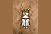 Miniature Gold resin insect wall figurine Mirrors 2