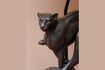 Miniature Leopard black resin table lamp 3