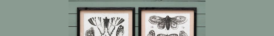 Material Details Set of 4 black wooden frames Butterflies