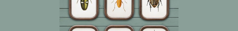 Material Details Set of 9 dark wood frames Insects