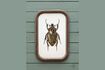 Miniature Set of 9 dark wood frames Insects 2