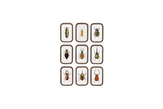 Set of 9 dark wood frames Insects Clipped